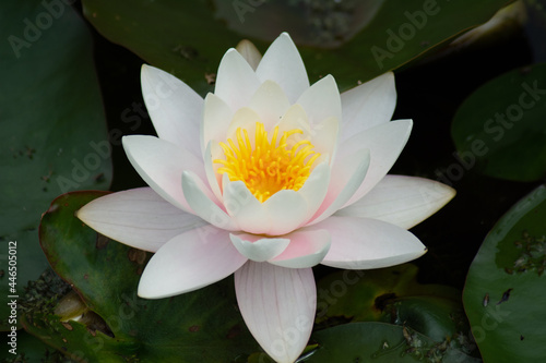 a waterlilly blossom floating on the lake