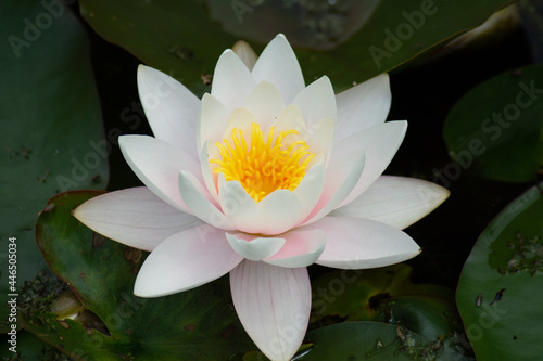 a waterlilly blossom floating