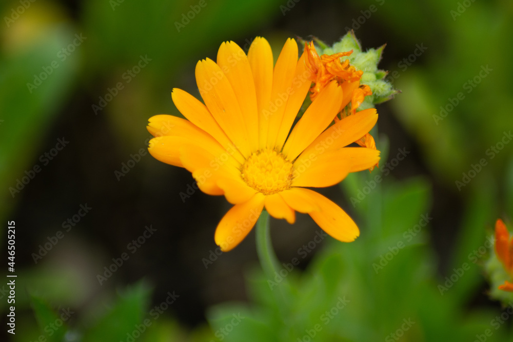 orange blossom of the corn chamomile orange blossom of the corn chamomile