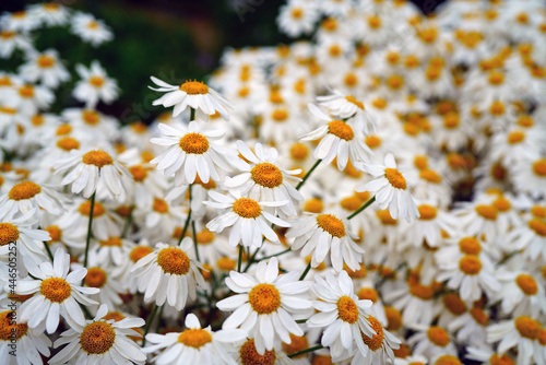White and yellow daisy feverfew flowers of tanacetum corymbosum (Schultz) photo