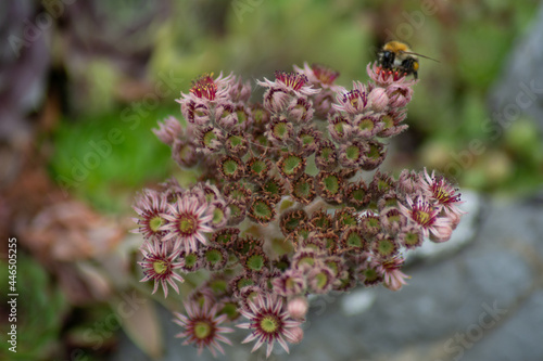 a bee on a blossom of the mountain houseleek © Morten