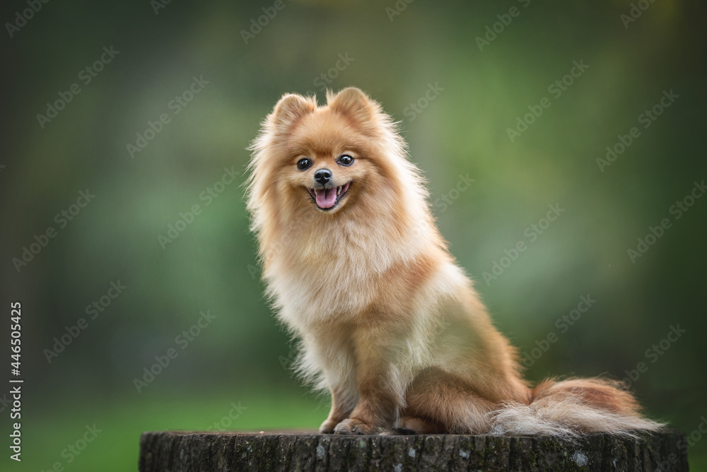 A smiling Pomeranian sitting on a wooden stump against the background of a park