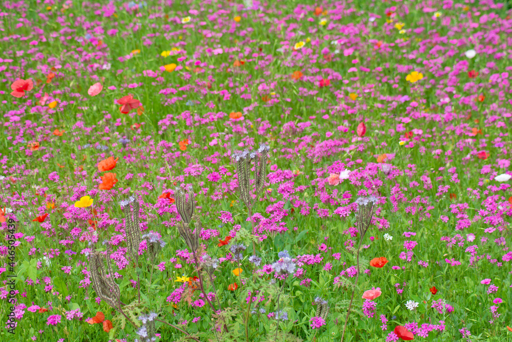 pink and orange blossoms in the field