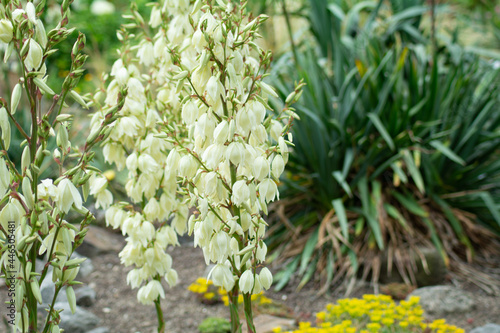 a Adam's needle with white blossoms