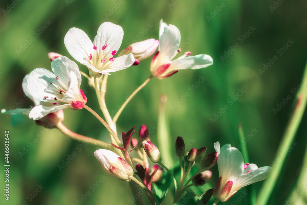 Fototapeta premium Macro shot of red white flowers in nature