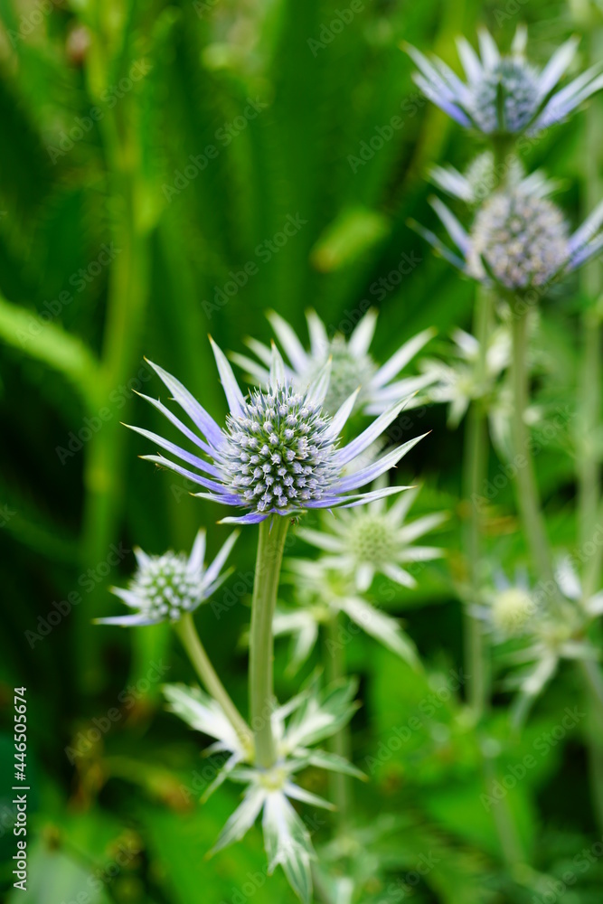 Sea Holly blue thistle Eryngium flowers growing in the garden Sea Holly blue thistle Eryngium flowers growing in the garden