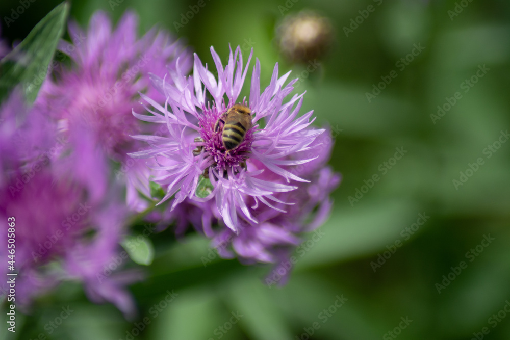 a bee on the blossom of an brown-ray knapweed a bee on the blossom of an brown-ray knapweed