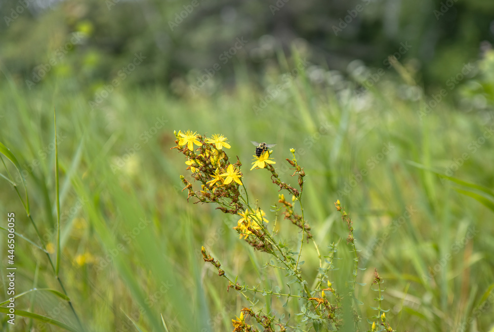Bumble bee pollinating yellow wildflowers in a sunny meadow Bumble bee pollinating yellow wildflowers in a sunny meadow