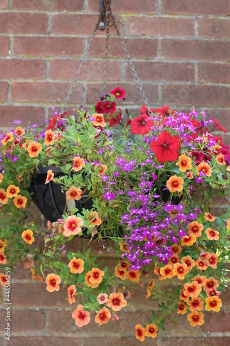 Close up of earthenware pot of beautiful flowers of begonia and fuschia in full bloom in Summer garden in Norfolk England  uk against background of old brick wall outdoors