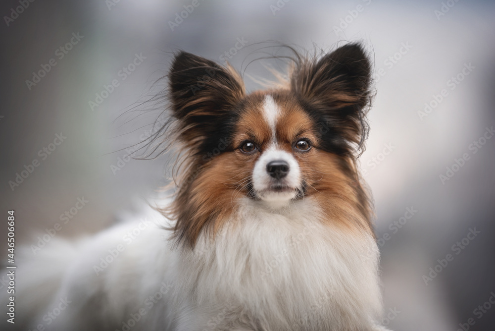 Classic portrait of Papillon with wool fluttering in the wind on the background of the city landscape