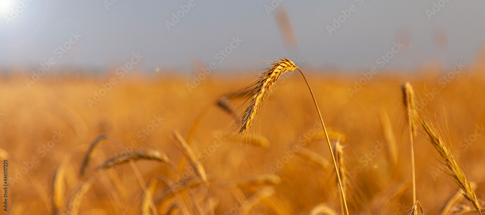 Obraz premium A lone ear grows in a field in the rays of the bright sun