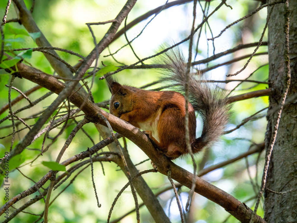 The male red squirrel destroys the branches of trees and rips off the bark from them. Squirrel in the summer park on the background of forest foliage.