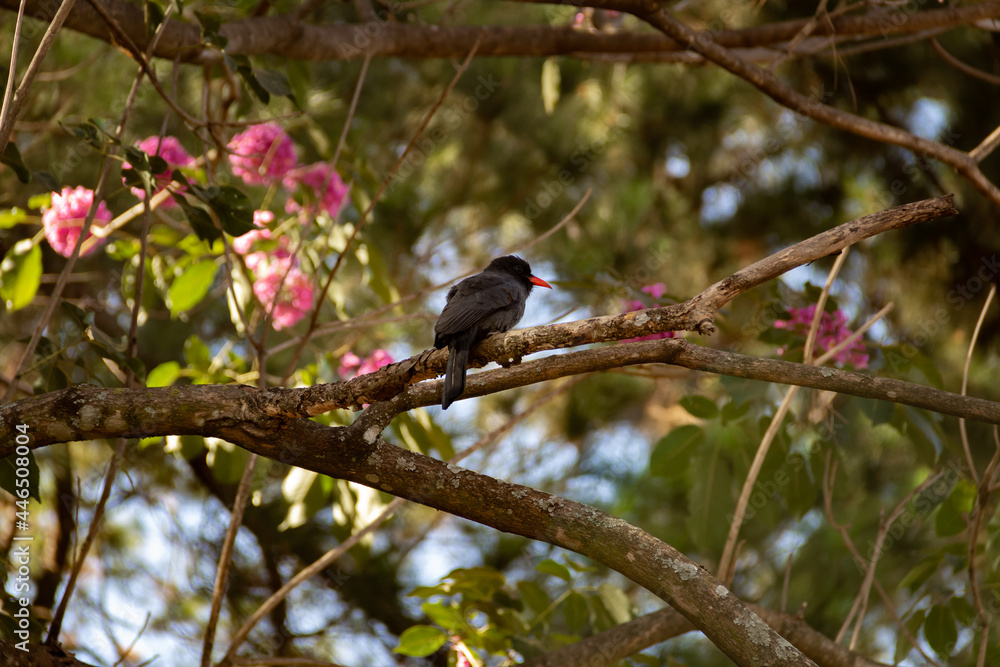 Um pássaro chamado Chora-chuva-preto descansando em um galho florido de ipê rosa. (Monasa nigrifrons) Um pássaro chamado Chora-chuva-preto descansando em um galho florido de ipê rosa. (Monasa nigrifrons)