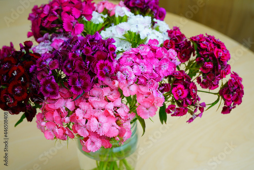 Bouquet of Pink and white Sweet William dianthus flowers photo