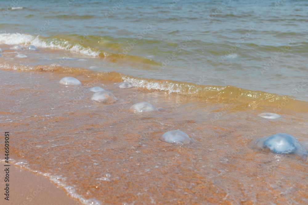 many jellyfish on the beach of the sea in summer. High quality many jellyfish on the beach of the sea in summer. High quality