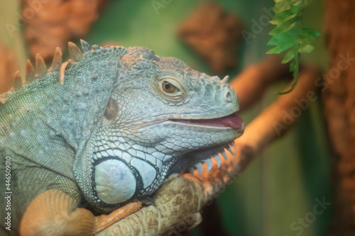 iguana