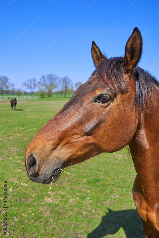 Confident horse in the pasture, close-up. Confident horse in the pasture, close-up.