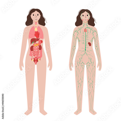 Organs and lymphatic system