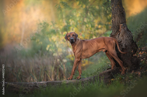 A male Rhodesian Ridgeback walking on a log and looks at the camera against the background of a bright autumn landscape