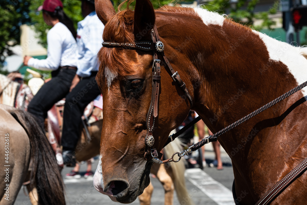 Portrait of a brown horse on a sunny day in an Independence Day parade. 