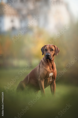 A male Rhodesian Ridgeback sitting on the green grass against the background of the Church