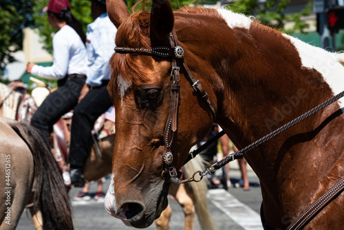 Portrait of a brown horse on a sunny day in an Independence Day parade.  © Chris Allan