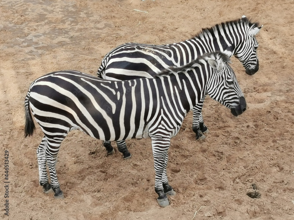 zebra in the Emirates desert Zoo in Abu Dhabi, UAE. zebra in the Emirates desert Zoo in Abu Dhabi, UAE.