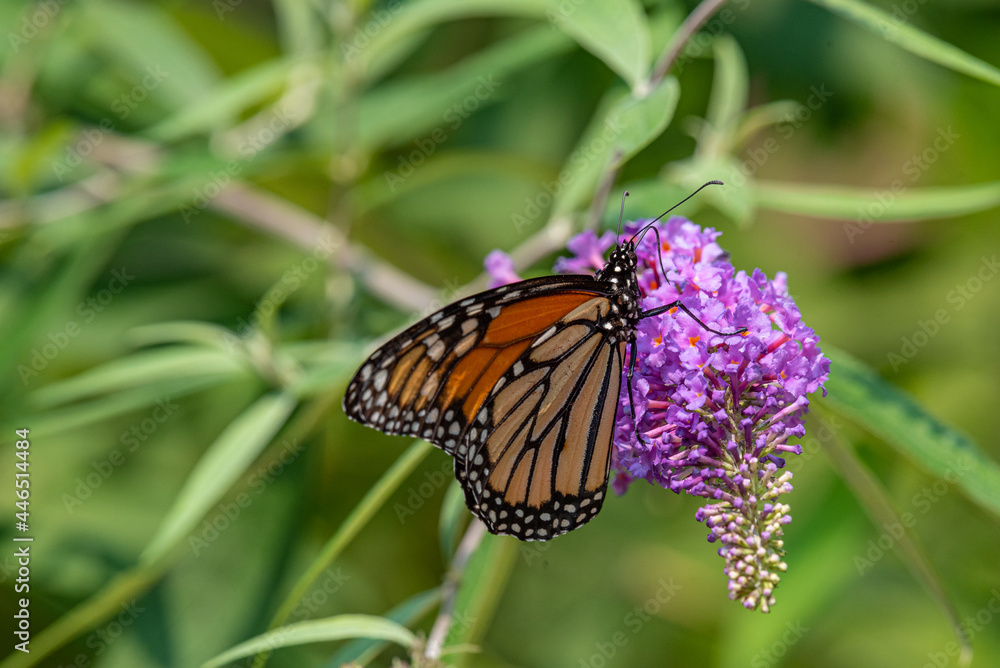 Monarch butterfly on purple flower of butterfly bush in garden Monarch butterfly on purple flower of butterfly bush in garden