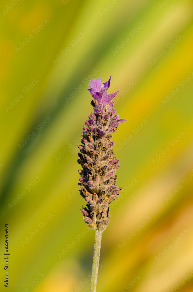 lavender flower