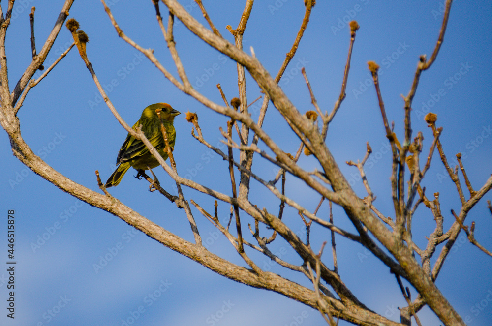 canary on a branch