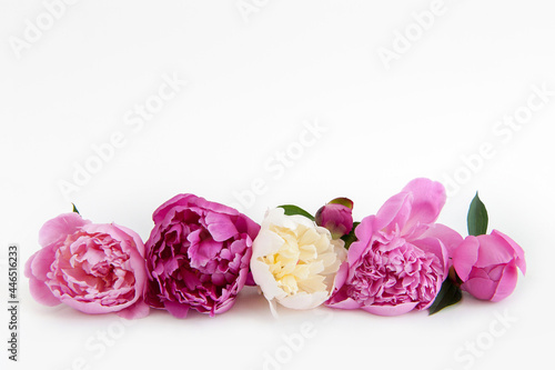 Karte mit verschiedene Pfingstrosen Blüten Reihe 