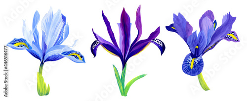 A set of picturesque beautiful iris flowers drawn in gouache. Blue, lilac, purple flowers isolated on a white background. Summer print for clothing, design, postcards