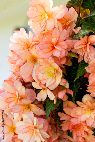 A beautiful bush of soft pink begonia in a flower pot.
