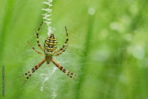 The female of a wasp spider sits in its web and waits for prey, against a green background