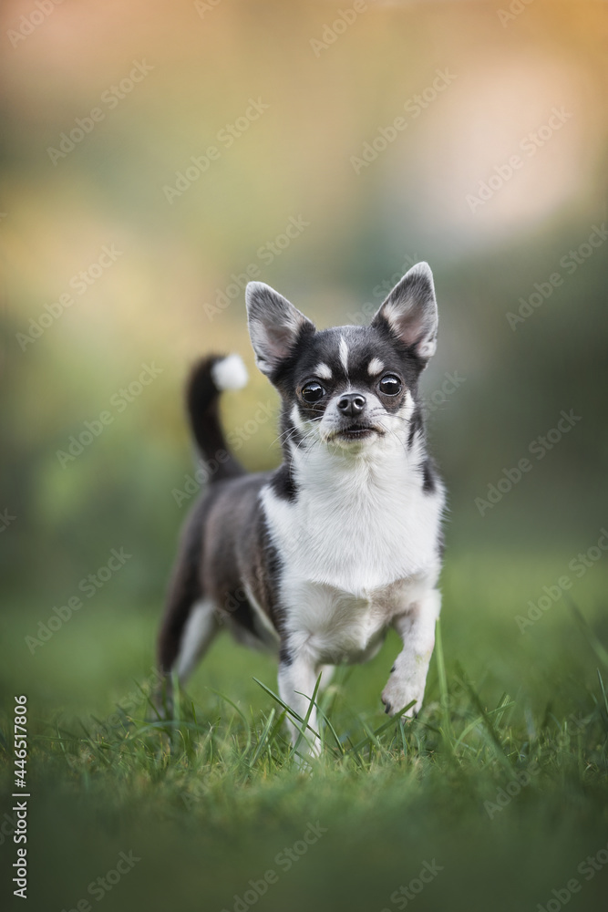 Funny female Chihuahua standing on one paw on a green lawn against the background of summer nature