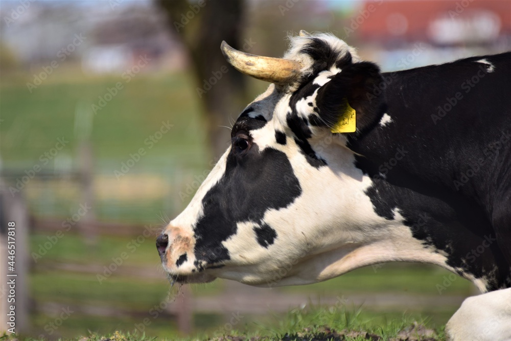Portrait of the head of a black and white cow against a blue sky with trees