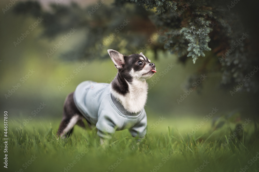 A funny female Chihuahua in a blue pullover standing under a green bush with her tongue hanging out