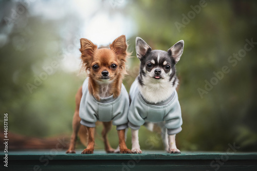 A couple of cute Chihuahuas in blue pullovers standing on a green wooden table against the backdrop of a summer garden photo