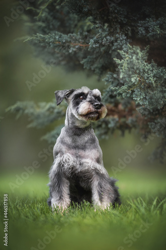 Wallpaper Mural A serious male mini Schnauzer sitting on the grass under a green bush against a summer landscape Torontodigital.ca