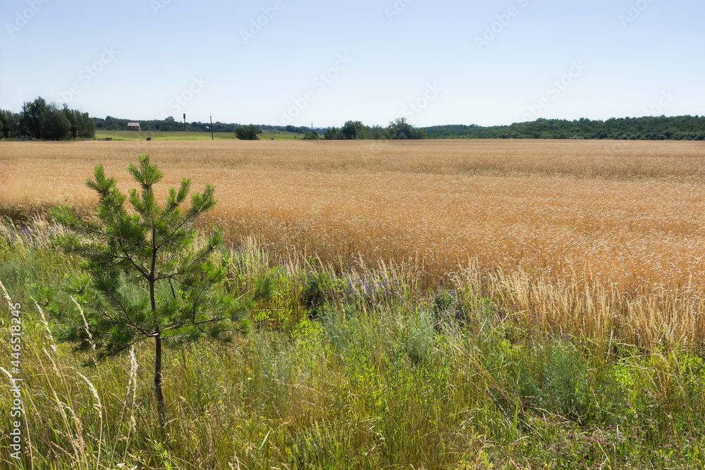 Wheat rye cereal field ready for harvest with strip of green grass and pine tree sapling