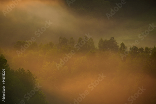 fog in the forest in sunset