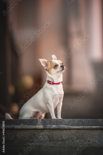 A cute little Chihuahua in a pink collar sitting on the stairs and looks up at the background of a building in the old town