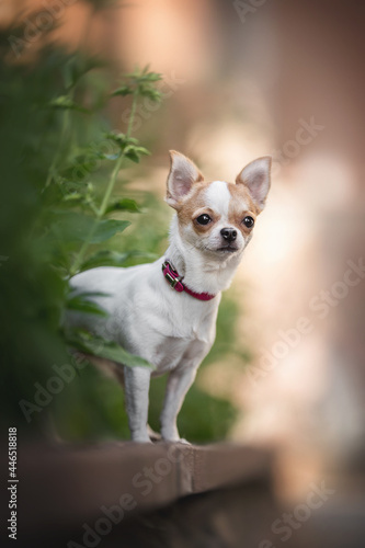 A cute little Chihuahua in a pink collar standing on the curb surrounded by summer greenery © honey_paws