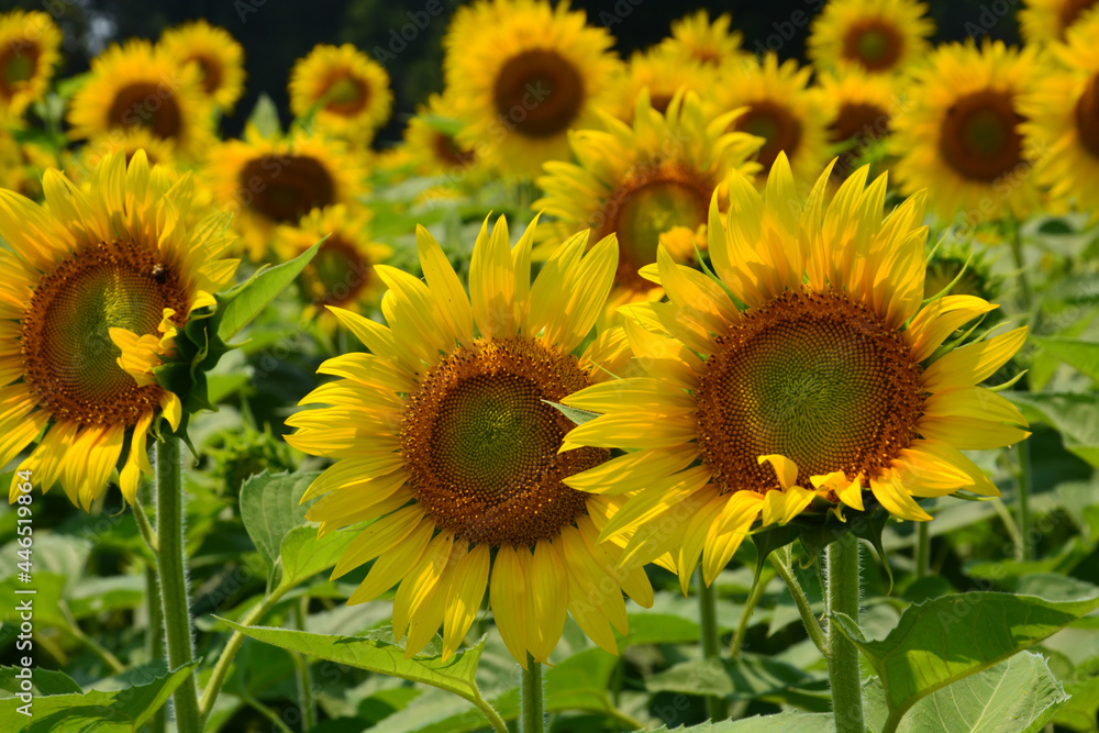 Sunflower blooms line up to follow the sun in a field.