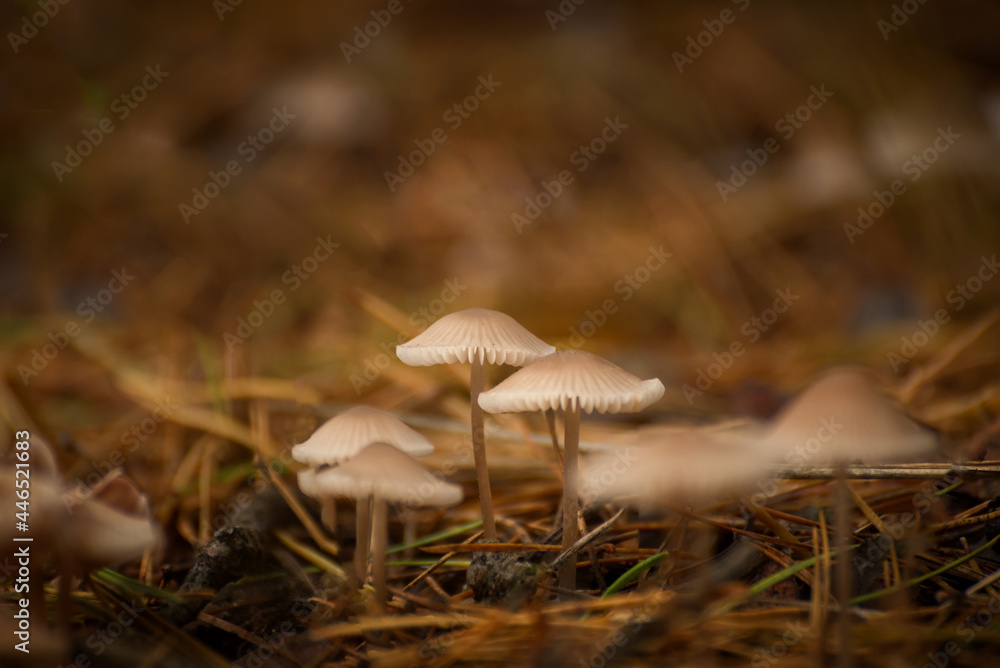 Toxic mushroom Funeral bell, also known as deadly galerina, a deadly poisonous mushroom on the Forest floor. Autumnal season background. Toxic mushroom Funeral bell, also known as deadly galerina, a deadly poisonous mushroom on the Forest floor. Autumnal season background.
