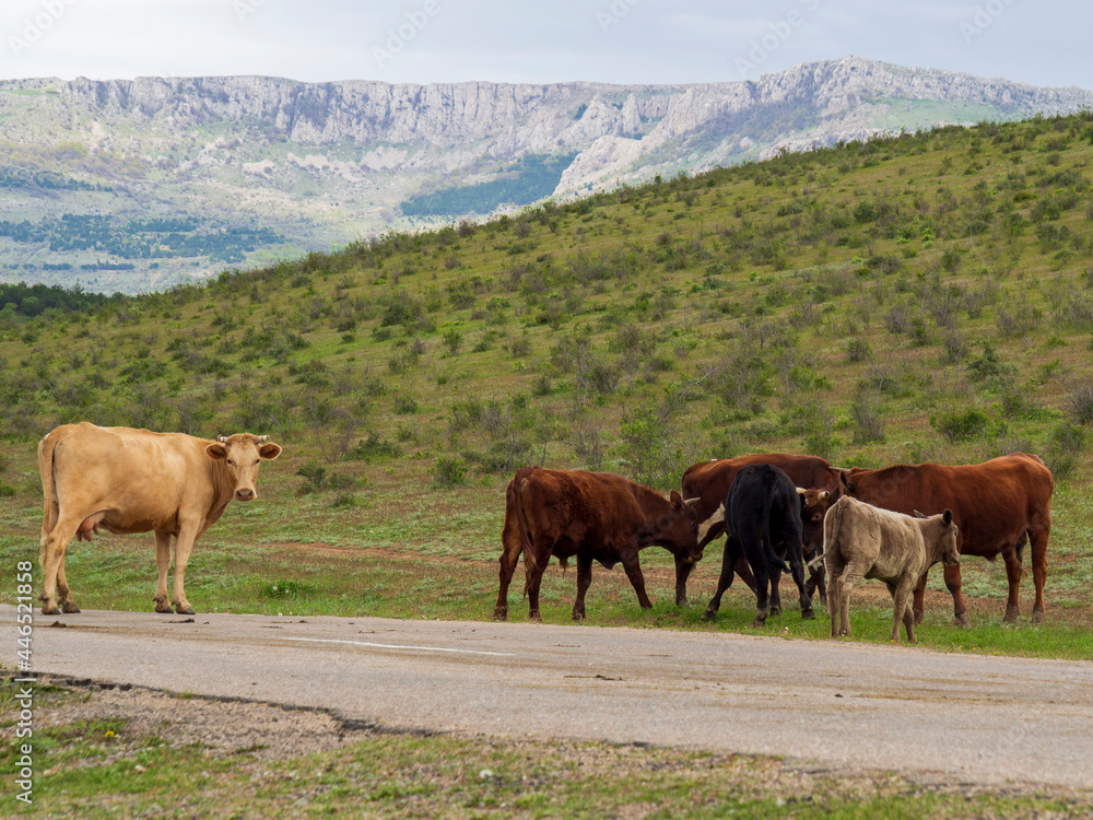 Cows cross the highway in the mountains of the Crimea. A herd of cattle on the road in a free range in the countryside.