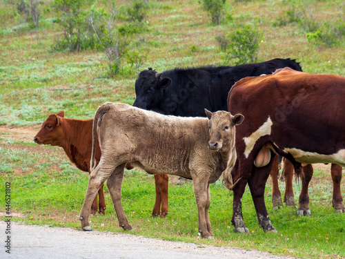 Cows cross the highway in the mountains of the Crimea. A herd of cattle on the road in a free range in the countryside.