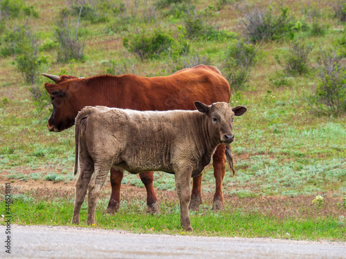 Cows cross the highway in the mountains of the Crimea. A herd of cattle on the road in a free range in the countryside.