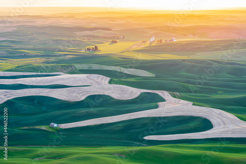 Sunset view of wheat fields in the rolling Palouse hills.