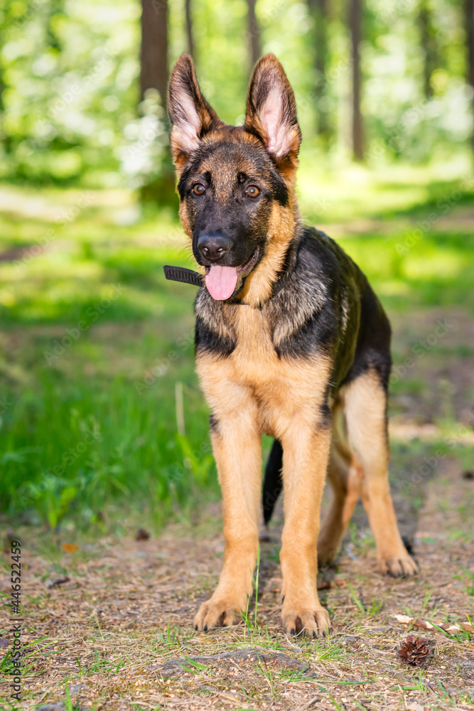 German shepherd puppy German shepherd puppy